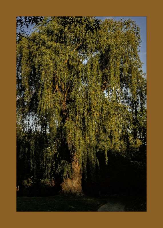 Weeping Willow- 00